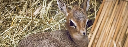 Dikdik Kirkův Foto: Simona Jiřičková Safari Park Dvůr Králové Dikdik Kirkův Foto: Simona Jiřičková Safari Park Dvůr Králové