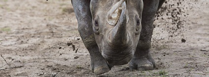 Safari park p�i�el o rekordmanku Jessi v po�tu odchovan�ch ml��at Foto: Luk� Pavla��k Safari Park Dv�r Kr�lov�