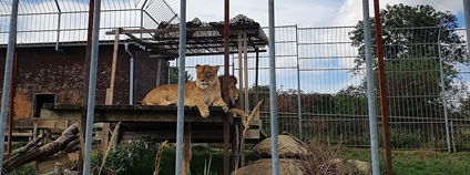 Lvi v Zoo Tábor Foto: Qasinka Wikimedia Commons