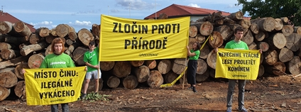 Aktivisté a aktivistky Greenpeace protestují u firmy, která zpracovává ilegálně vytěžené dřevo Foto: Greenpeace