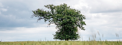 Stromem roku 2023 je hruška. Stojí v širém poli u Mrákotína Foto: Hana Laudátová Nadace Partnerství