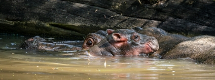 Mládě hrocha v Safari Parku. Foto: Helena Hubáčková Safari Park Dvůr Králové