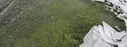 Zelený led na Lipně v prosinci 2025. Foto: Petr Znachor BC AV ČR