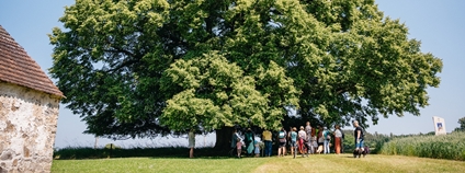 Finalista ankety Strom roku 2025 Foto: Trojiční lípa. Nadace Partnerství