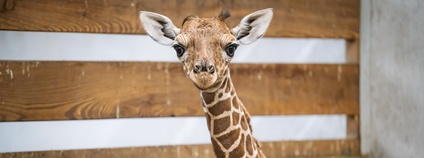 Mládě žirafy síťované Foto: Helena Hubáčková Safafipark Dvůr Králové