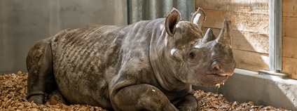 Z Německa dorazila samice nosorožce dvourohého. Foto: Helena Hubáčková Safari Park Dvůr Králové