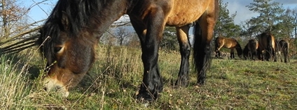 Exmoorští poníci na havranické pastvině. Foto: Robert Stejskal Správa Národního parku Podyjí