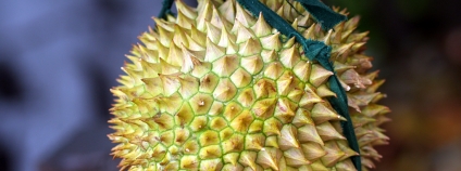 durian Foto: jeevs sinclair Flickr
