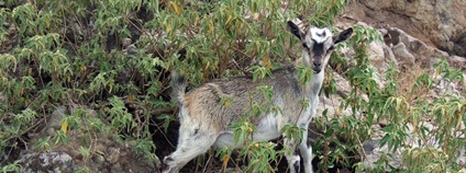 Koza na ostrovech Les Saintes Foto: Jean-Sébastien Roy Flickr