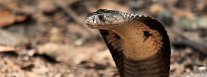 Kobra monoklová Foto: Benjamin Michael Marshall Flickr