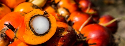 Čerstvé plody palmy olejné