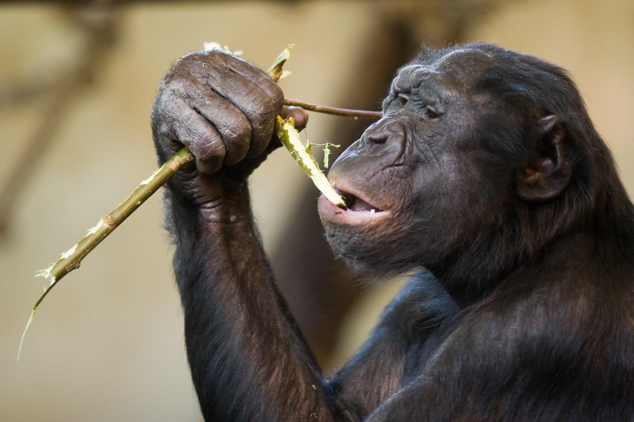 Bonobové nejsou zas tak mírumilovní, jak jsme si mysleli