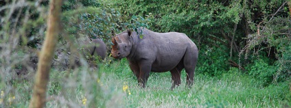 foto: Safari Park Dvůr Králové foto: Safari Park Dvůr Králové