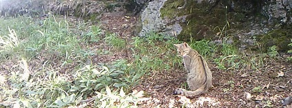 Kočka divoká v Doupovských horách Foto: Vojenské lesy a statky ČR (VLS)