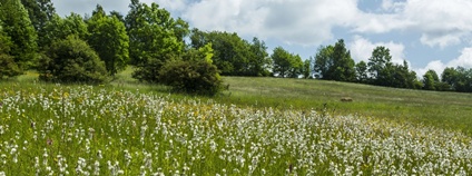Rozkvetlé louky nad Bolkovem Foto: Kamila Antošová Správa KRNAP