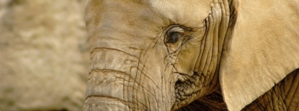 Slon africký Foto: ZOO Zlín