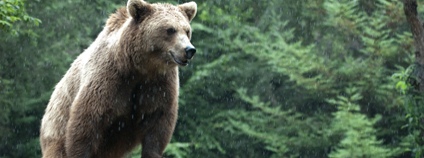 Medvěd hnědý Foto: Frédéric Salein Flickr