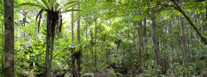 Deštný prales v Madagaskaru Foto: Frank Vassen Flickr