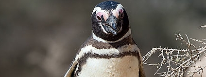 Tučňák magellanský na poloostrově Valdés v Argentině Foto: David Flickr