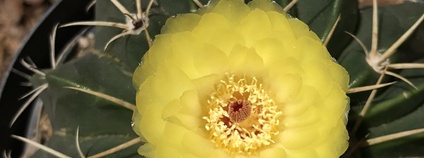 Kaktus Wigginsia sellowii Foto:  Wilferd Duckitt Flickr