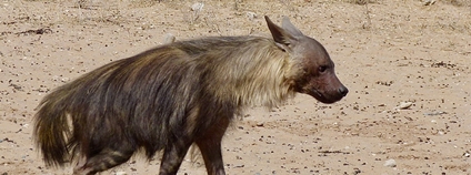 Hyena čabraková Foto: Bernard DUPONT Flickr