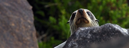 Tuleň novozélandský Foto: Dash Huang Flickr