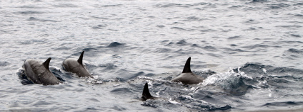 Delfíni u pobřeží Foto: flowcomm Flickr