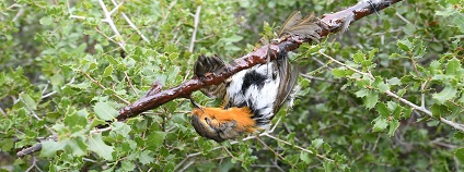 foto: LPO (Ligue pour la Protection des Oiseaux) foto: LPO (Ligue pour la Protection des Oiseaux)