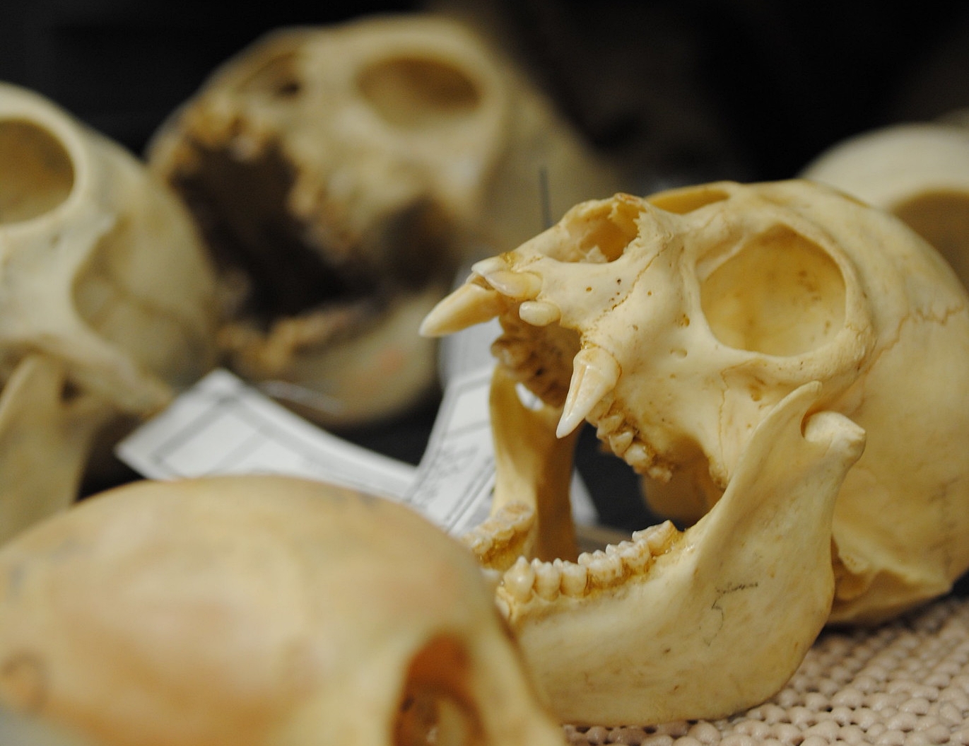 Les autorités françaises ont confisqué des centaines de crânes de singes envoyés du Cameroun