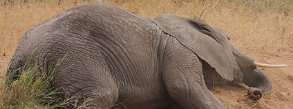 Mrtvý slon (s kly) Foto: Steve Garvie Flickr
