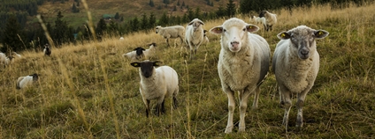 Pastva ovcí - Friesovy boudy Foto: Správa KRNAP