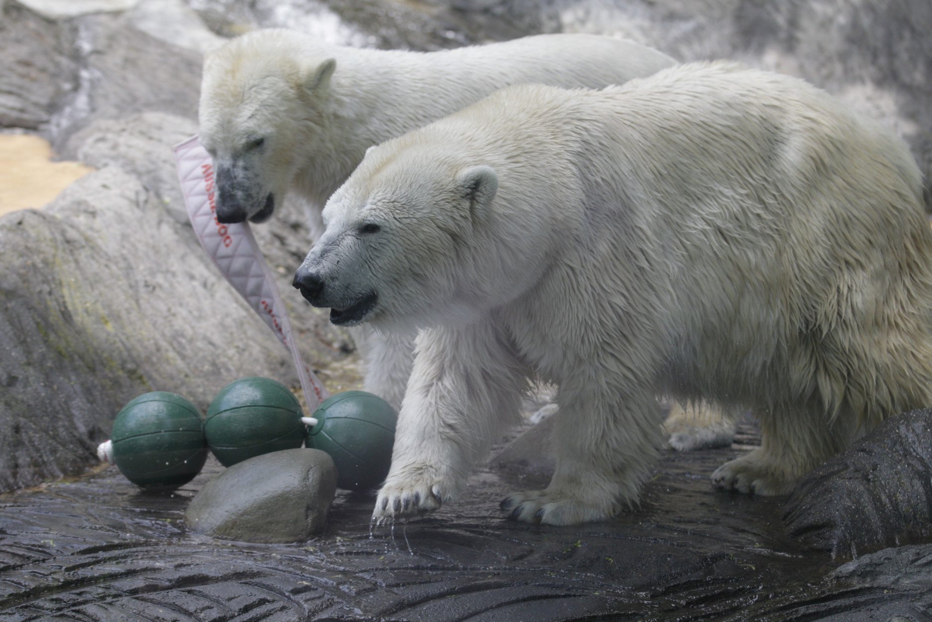 Pražská zoo přišla o lední medvědici Bertu, kvůli nemoci ji musela utratit