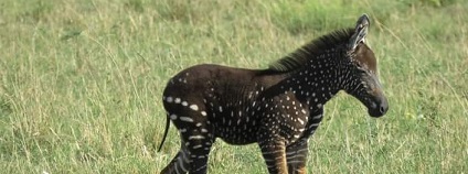 foto: Maasai Mara Wildlife Conservancies Association / facebook.com foto: Maasai Mara Wildlife Conservancies Association / facebook.com