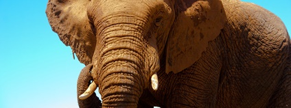 Slon v JAR Foto: Andi Gentsch Flickr