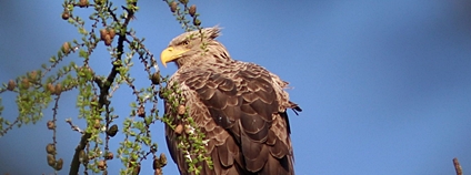 Samec orla mořského sedí obvykle na dohled od svého hnízda. Foto: V. Hlaváč AOPK ČR