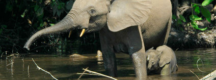 Foto: Liza Gross / PLOS Biology Foto: Liza Gross / PLOS Biology