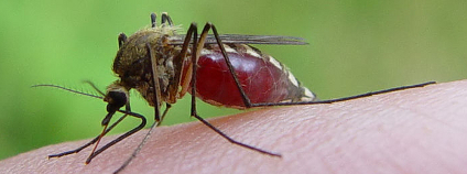 Komár tropický čili komár egyptský (Aedes aegypti)