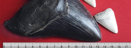 Zub megalodona v porovnání se zuby žraloka bílého. Foto: Brocken Inaglory/Kalan/Parzi Wikimedia Commons