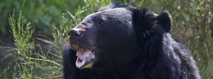 medvěd ušatý Foto: Michelle Bender Flickr