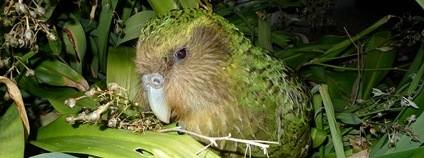 Kakapo soví Foto: Department of Conservation Flickr