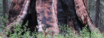 Sekvojovec obrovský Král Artuš Foto: miriam.mollerus Flickr