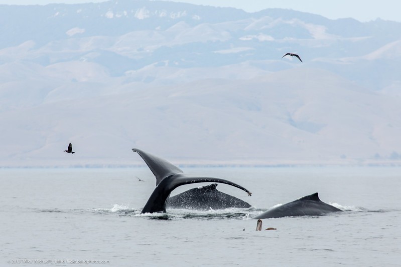 Vědci naslouchají velrybám a snaží se naučit jejich řeč