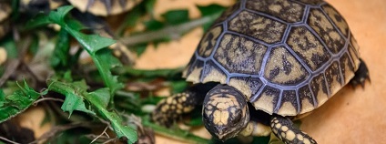 Ve zlínské zoologické zahradě se vylíhlo osm mláďat želvy pralesní. Želva pralesní (Chelonoidis denticulata, dříve také Geochelone denticulata) je suchozemská želva vyskytující se v Amazonii. Jedná se o třetí největší pevninskou a celkově o pátou největší želvu na světě. Ve zlínské zoologické zahradě se vylíhlo osm mláďat želvy pralesní. Želva pralesní (Chelonoidis denticulata, dříve také Geochelone denticulata) je suchozemská želva vyskytující se v Amazonii. Jedná se o třetí největší pevninskou a celkově o pátou největší želvu na světě.