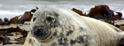 Tuleň kuželozubý Foto: Andreas Trepte Wikimedia Commons Tuleň kuželozubý Foto: Andreas Trepte Wikimedia Commons