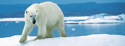 Lední medvěd Foto: Ansgar Walk Wikimedia Commons