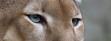 Puma americká Foto: Bas Lammers Wikimedia Commons