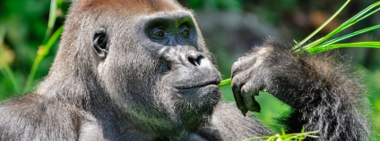 Makumba, stříbrohřbetý samec gorily nížinné. 