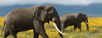 Sloni Foto: WWF