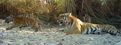 foto: National Geographic / youtube.com foto: National Geographic / youtube.com