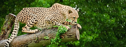 Gepard štíhlý Foto: Depositphotos